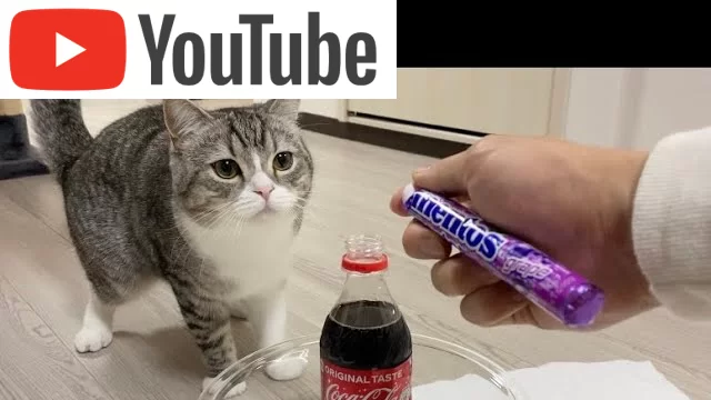 猫とメントスコーラ｜Youtube